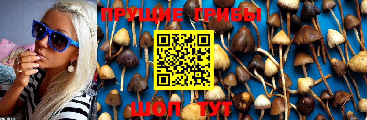 Псилоцибиновые грибы Cubensis Химки